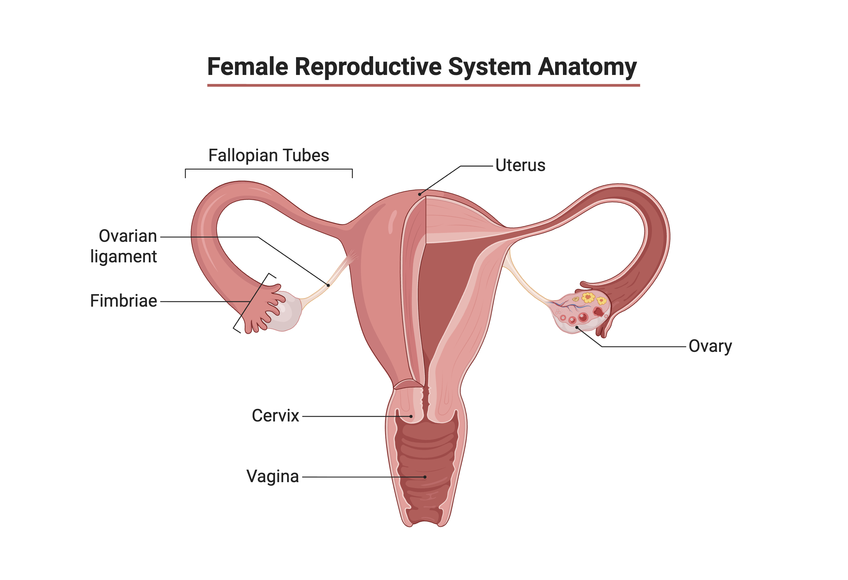 Labeled diagram of the female reproductive system: uterus, cervix, and vagina in the center, with the Fallopian tubes arching outward to the fimbriae and ovaries on each side.